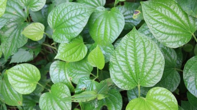 蒌叶的功效 蒌叶的功效