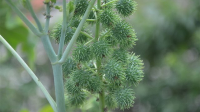 蓖麻的功效与作用 蓖麻的功效与作用