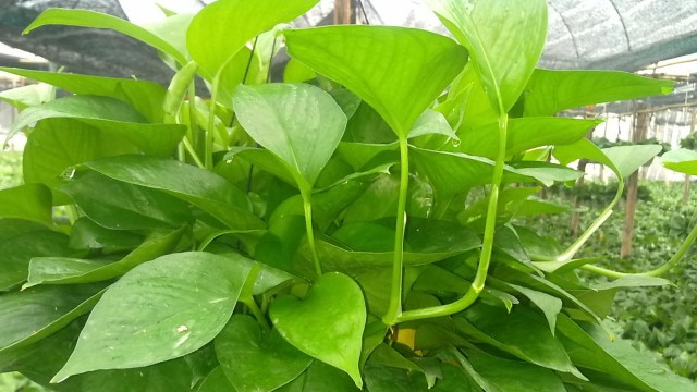 室内净化空气最佳23种植物 室内净化空气最佳23种植物