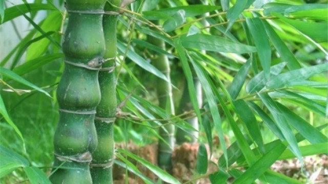 佛肚竹的养殖方法 佛肚竹的养殖方法