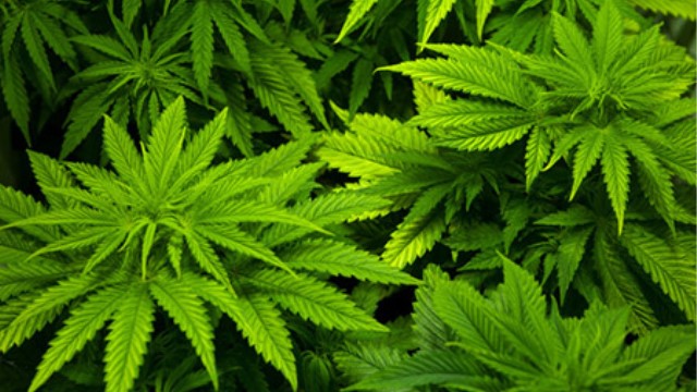 大麻的功效与作用 大麻的功效与作用