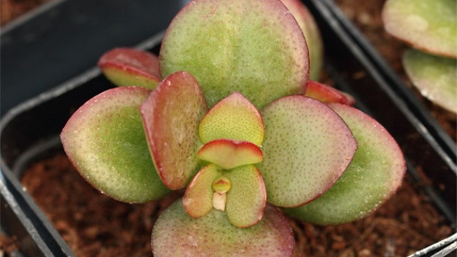 姬花月怎么养 姬花月怎么养