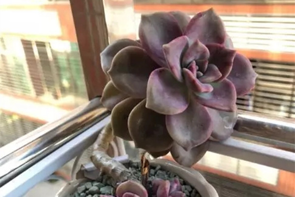 度夏大王就是它,越热越长个儿,肥嘟嘟胖成精了! 度夏大王就是它,越热越长个儿,肥嘟嘟胖成精了!