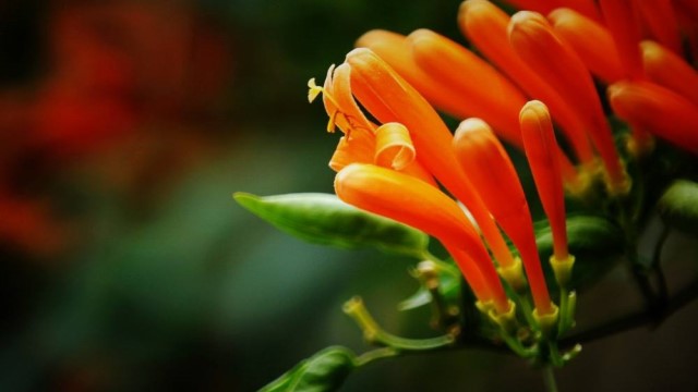 爆杖花的繁殖方法 爆杖花的繁殖方法