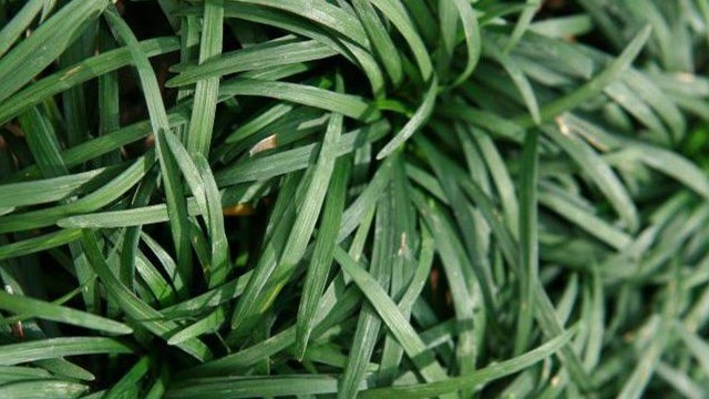 玉龙草怎么种植 玉龙草怎么种植