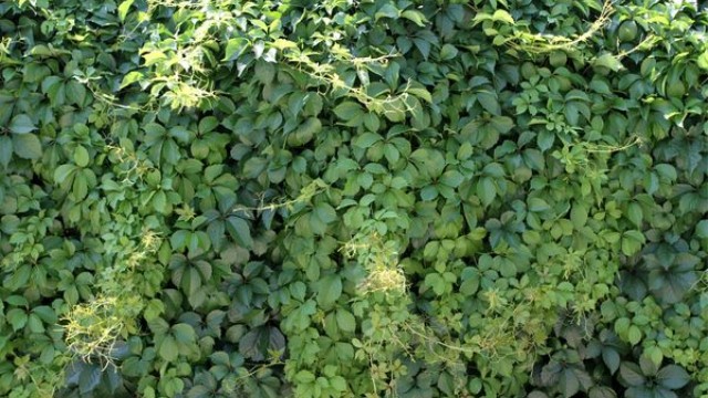 爬墙虎怎么种 爬墙虎怎么种