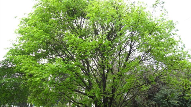 大叶榕怎样嫁接小叶榕 大叶榕怎样嫁接小叶榕