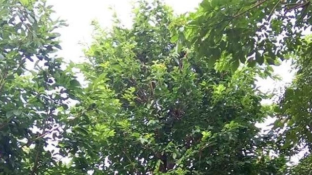 非洲大叶榕怎么养 非洲大叶榕怎么养