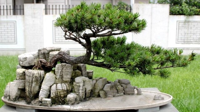 大阪松怎么养 大阪松怎么养