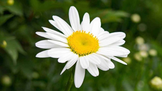 小山菊怎么养 小山菊怎么养