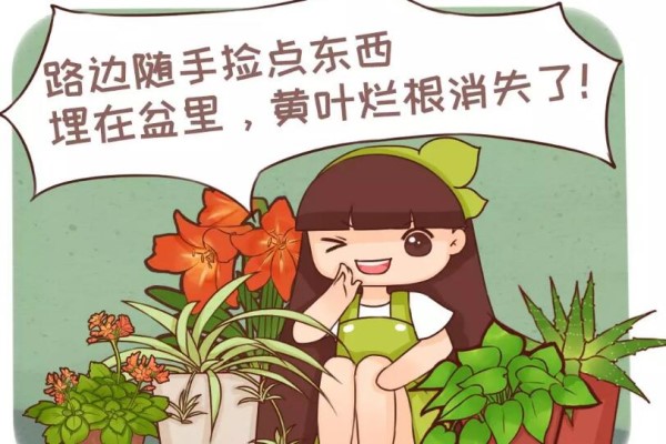 垃圾桶里捡了它,丢盆里再也不招虫,咕噜噜冒花苞! 垃圾桶里捡了它,丢盆里再也不招虫,咕噜噜冒花苞!