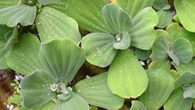 大漂属的养殖方法 大漂属的养殖方法