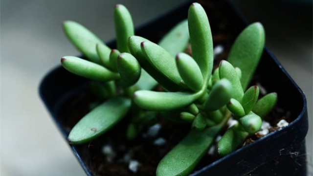 小天狗的养殖方法 小天狗的养殖方法