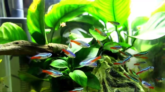 小水榕的养殖方法 小水榕的养殖方法