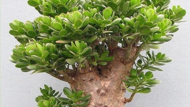 景天树怎么养护 景天树怎么养护