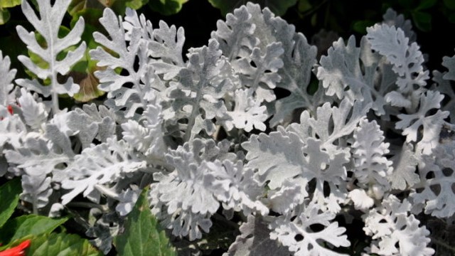 雪叶菊的养殖方法 雪叶菊的养殖方法
