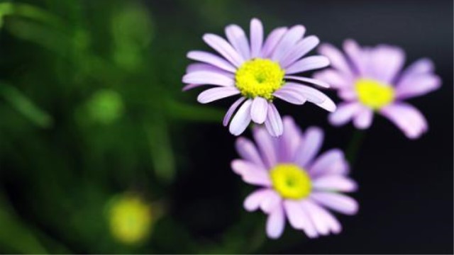 鹅河菊怎么养 鹅河菊怎么养