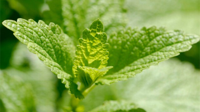 香蜂草怎么养 香蜂草怎么养