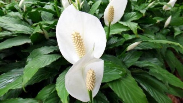 银苞芋的养殖方法及注意事项 银苞芋的养殖方法及注意事项