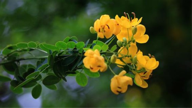 黄花槐家里怎么养 黄花槐家里怎么养