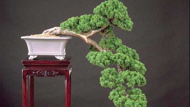 落叶松盆景怎么养殖 落叶松盆景怎么养殖