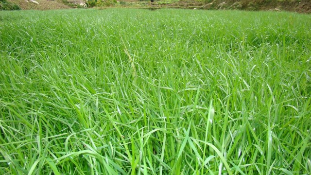 黑麦草种植方法 黑麦草种植方法