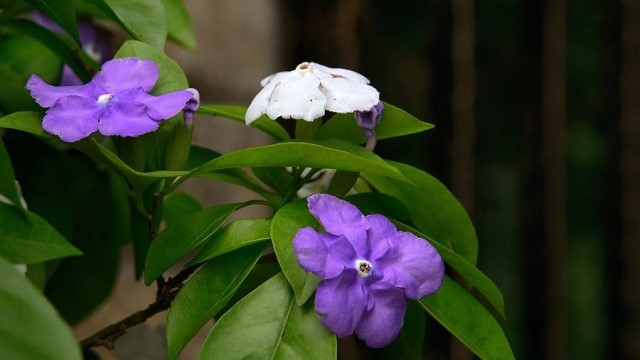 番茉莉怎么养 番茉莉怎么养