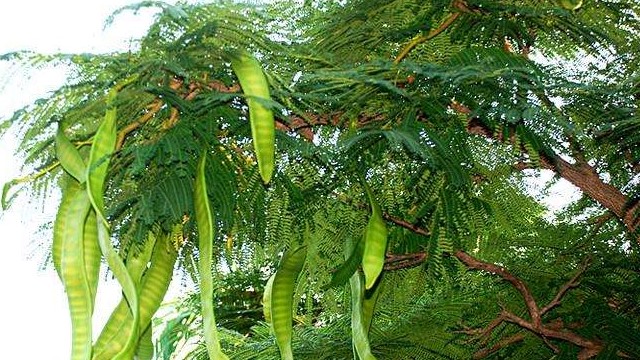 皂角树的种植方法 皂角树的种植方法