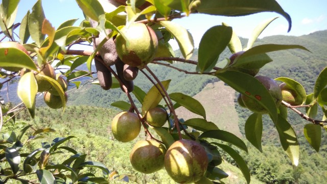 油茶树适合哪种种植 油茶树适合哪种种植
