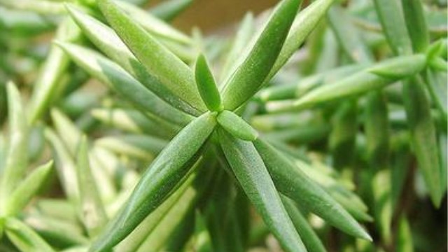 筒叶菊怎么养 筒叶菊怎么养