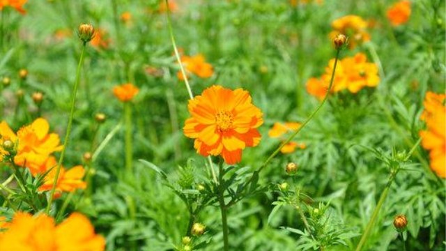 硫华菊的种植方法及注意事项 硫华菊的种植方法及注意事项