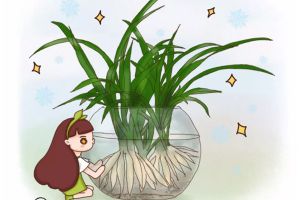 她家的吊兰根比火腿粗，花盆都撑裂了，秘诀竟是这个！