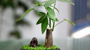 发财树多久浇一次水？