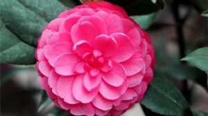 山茶花的作用与功效