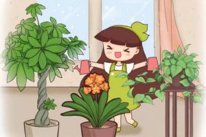 夏天施肥不能停，浇水加点料，根肥叶绿花呼呼开！