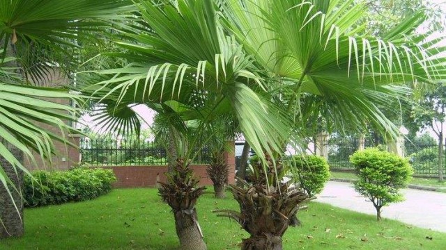 蒲葵树怎么种植 蒲葵树怎么种植