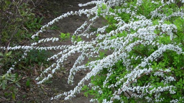 喷雪花怎么种 喷雪花怎么种