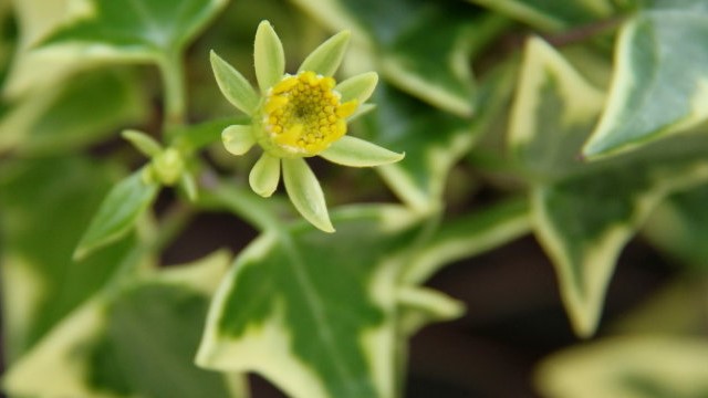 绿玉菊的养殖方法 绿玉菊的养殖方法