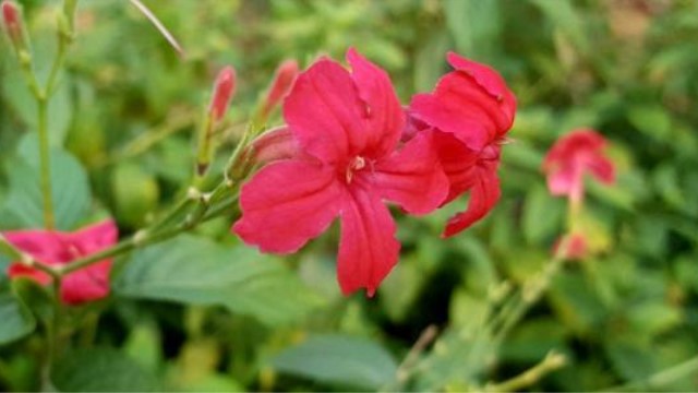 大花芦莉的养殖方法 大花芦莉的养殖方法