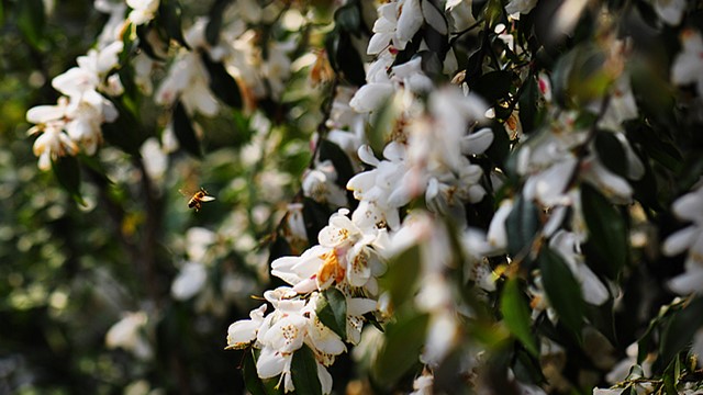 尖连蕊茶的养殖方法 尖连蕊茶的养殖方法