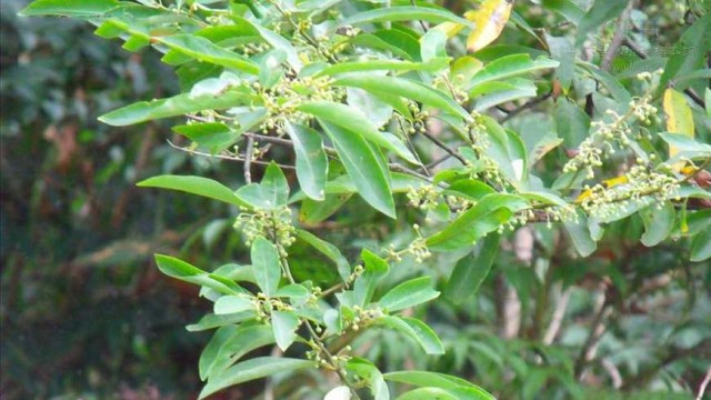 山鸡椒花的养殖方法和注意事项 山鸡椒花的养殖方法和注意事项