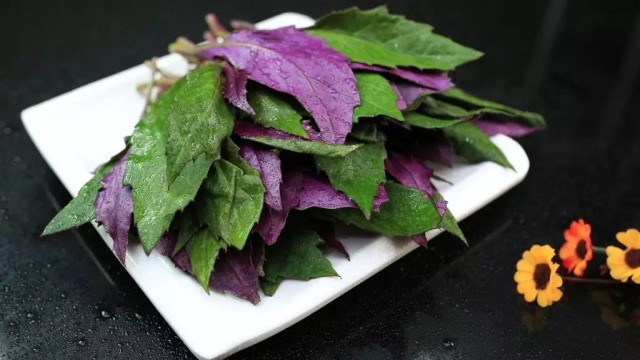 观音菜的功效与禁忌 观音菜的功效与禁忌