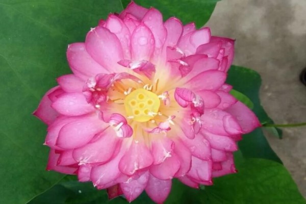 朋友圈晒爆了的花,扔水里就疯长,夏天越热花越大! 朋友圈晒爆了的花,扔水里就疯长,夏天越热花越大!