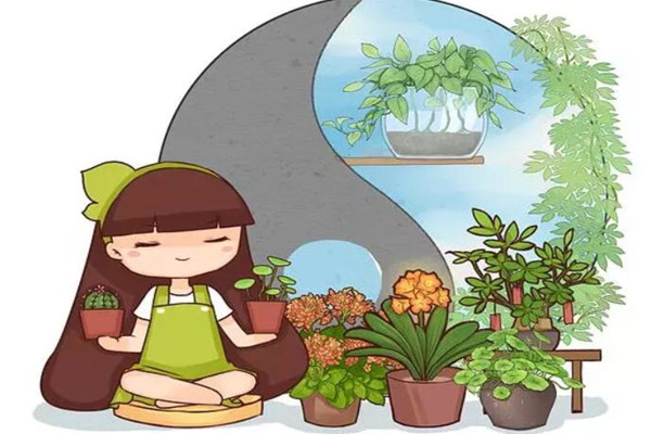 客厅厨房放这盆花,闻着就头晕,饭都吃不下! 客厅厨房放这盆花,闻着就头晕,饭都吃不下!