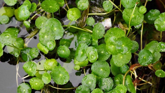 金钱草泡水喝的功效 金钱草泡水喝的功效