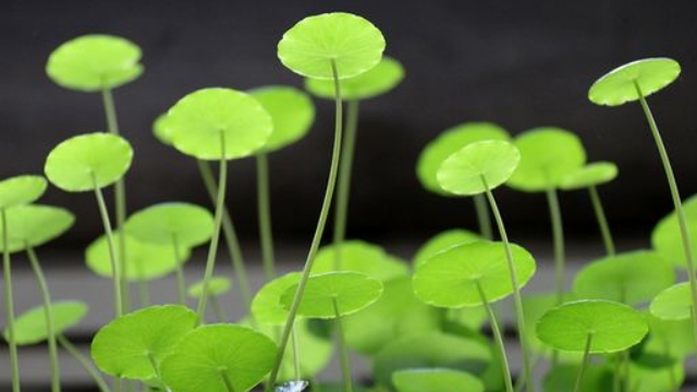金钱草泡水能天天喝吗 金钱草泡水能天天喝吗