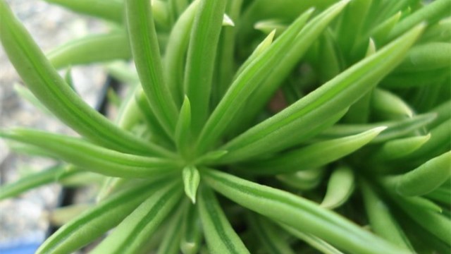 柳叶椒草的养殖方法 柳叶椒草的养殖方法