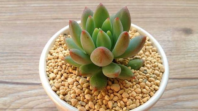 柳叶莲华的养殖方法 柳叶莲华的养殖方法