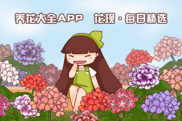 养花大全管理员招募及说明 养花大全管理员招募及说明