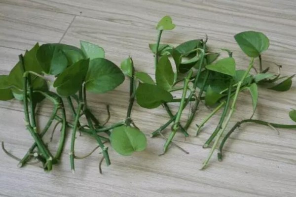 夏季扦插老是死?注意这6点,成活率100%! 夏季扦插老是死?注意这6点,成活率100%!